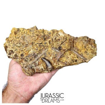Museumwaardige tyrannosauriërtand in matrix - Nanotyrannus