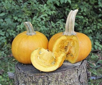 Naked Bear kleinere Halloween pompoen basiseenheid zaden, Nieuw