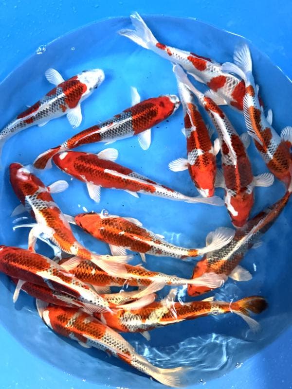 Hirasawa Marusei 24-28cm (Japanse Koi), Jardin & Terrasse, Étangs, Enlèvement ou Envoi