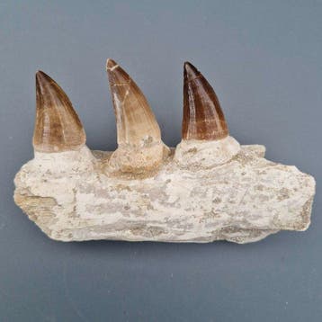 Fossil mosasaur jaw - Gefossiliseerde kaak - Mosasaurus