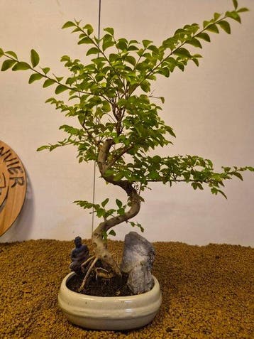 Liguster bonsai (Ligustrum) - Hoogte (boom): 46 cm - Diepte