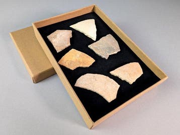 Aepyornis-ei-fragment - Fossiel fragment - Aepyornis maximus