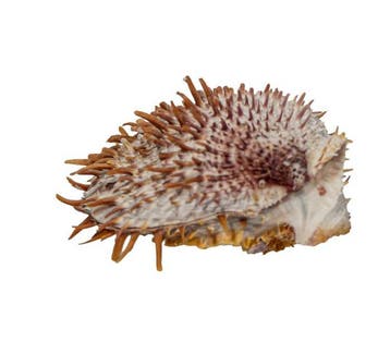 Edel natuurkunstwerk: Europese stekelachtige oester