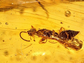 Hymenoptera-inclusie in Birmese barnsteen - Barnsteen