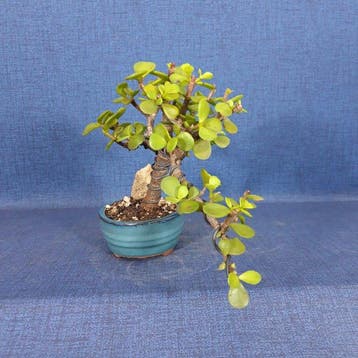 Jade bonsai (Crassula/Portulacaria) - Hoogte (boom): 17 cm -