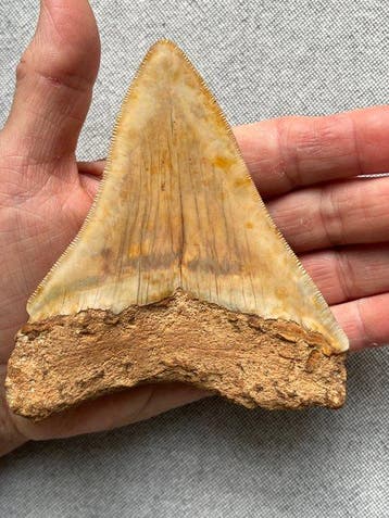 Megalodon tand 11,5 cm - Fossiele tand - Carcharocles