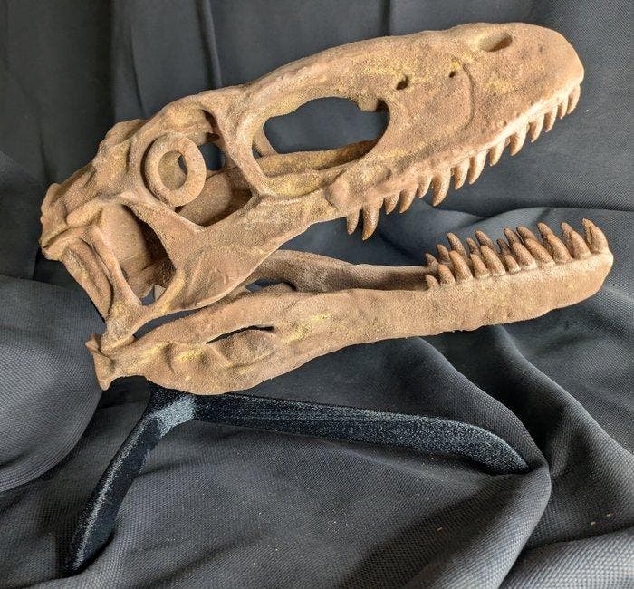 Fossiele schedel - Deinonychus antirrhopus - Museum-Grade, Verzamelen, Mineralen en Fossielen