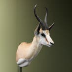 Springbok Taxidermie Opgezette Dieren By Max, Ophalen of Verzenden, Opgezet dier