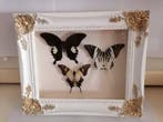 Papillon Support mural pour taxidermie - Papilio Fuscus, Nieuw