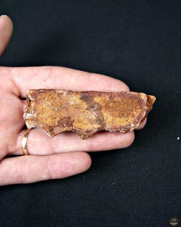 Spinosaurus - Fossiel onderkaakbot - Mandíbula (premaxilar), Collections