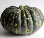 Moschata Bliss F1 pompoen 250 zaden