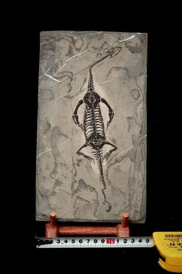 Reptile marin - Matrice fossile - Keichousaurus sp. - 26 cm
