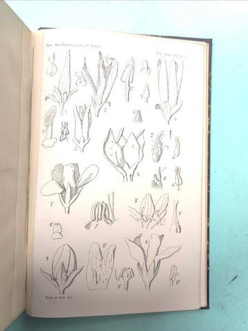 [Various] - Annales des Sciences Naturelles. Botany -