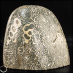 forme libre naturelle en agate de Turritella / pierre