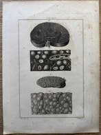 Sir Everard Home (XIX) - Lectures on Comparative Anatomy