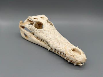Nijlkrokodil Schedel - Crocodylus niloticus - 7 cm - 12 cm -, Nieuw
