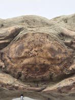 GROTE krabben - Gefossiliseerd dier - 15.5 cm
