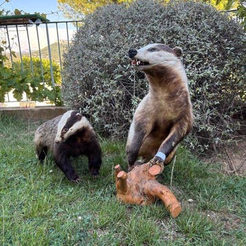 Blaireau Support de corps entier pour taxidermie - Meles, Collections, Collections Animaux