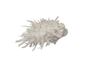 Rariteit voor verzamelaars: Witte stekel-oester (Spondylus
