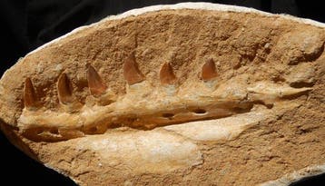 Mosasaurus - Gefossiliseerd dier - 31 cm - 16 cm