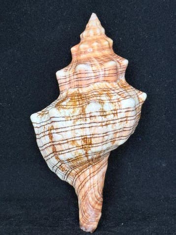 Zeeslak Zeeschelp - S-324 PLEUROPLOCA TRAPEZIUM (Zonder, Verzamelen, Nieuw