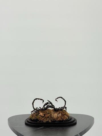 Schorpioenen onder stolp Taxidermie volledige montage -, Antiek en Kunst