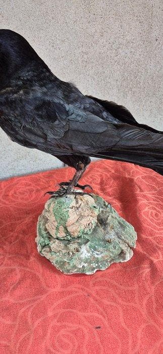 Raaf - marcassin Taxidermie wandmontage - Corvus frugilegus