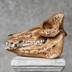 PRIX SANS RÉSERVE - Crâne de sanglier sculpté à la main