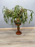 Table à plantes - Bois - table à plantes en bois