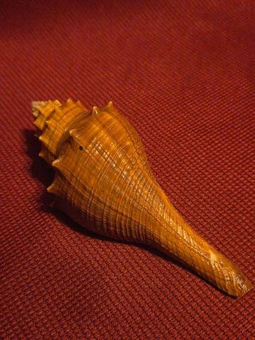 Escargot de mer Coquillage marin - S-477 HEMIFUSUS TUBA, Verzamelen, Nieuw