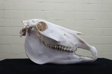 paarden schedel Schedel - Equus caballa - 20 cm - 29 cm - 48, Nieuw