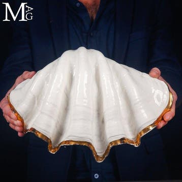 Een vintage keramische Tridacna-schelp met een schitterende