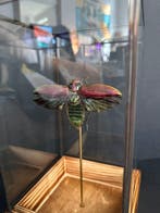 Kevel Taxidermie volledige montage - Euchromia gigantea XXL