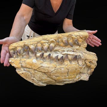Kaak van een mosasauriër - Gefossiliseerde kaak - Mosasaurus