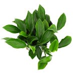 Anubias barteri var. nana Paxing, Dieren en Toebehoren, Vissen | Aquaria en Toebehoren, Verzenden, Nieuw