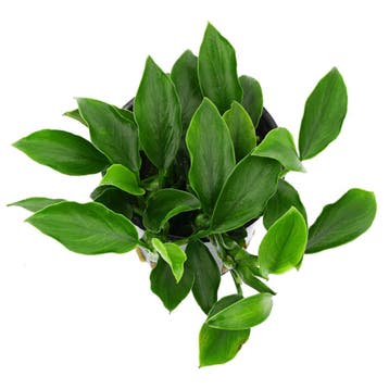 Anubias barteri var. nana Paxing, Dieren en Toebehoren, Verzenden, Nieuw