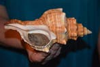 Escargot de mer Coquillage marin - S-212 PLEUROPLOCA, Collections