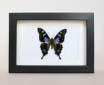 Papillon Support de corps entier pour taxidermie - Graphium