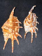 Zeeslak Zeeschelp - S-186 M-354 LAMBIS LAMBIS (Zonder, Nieuw