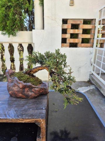 Jeneverbes bonsai (Juniperus) - Hoogte (boom): 25 cm -