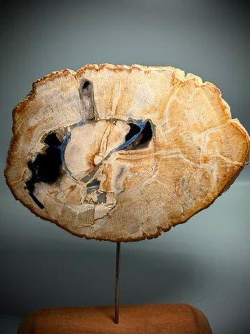 Versteende boomvarenhoutplaat - Gefossiliseerd hout - Wooden