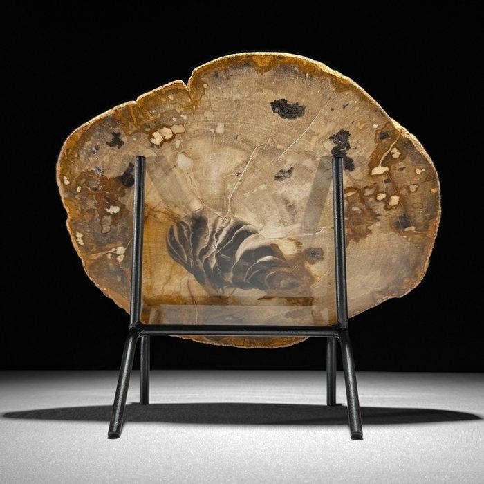 SANS RÉSERVE - Magnifique grande tranche de bois pétrifié, Antiquités & Art, Art | Objets design