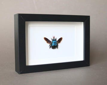 bij Taxidermie volledige montage - Xylocopa Caerulea - 10 cm, Nieuw