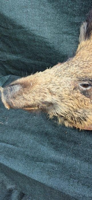 Wild zwijn Taxidermie volledige montage - Sus scrofa -
