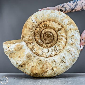 Ammonite naturelle de Madagascar – 32,4 kg Élégance
