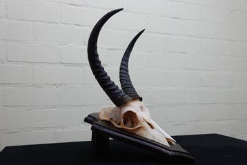 Western Reedbuck Schedel - Redunca redunca - 0 cm - 0 cm - 0, Nieuw
