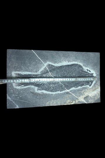 Een bijzonder zeldzame en kostbare vis. - Gefossiliseerd