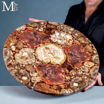 Triassisch versteend Araucaria-hout met rijke rode en aardse