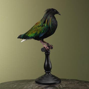 Duif Taxidermie volledige montage - Caloenas nicobarica - 42