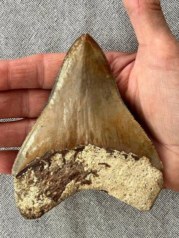 Dent de mégalodon 11,8 cm - Dent fossile - Carcharocles